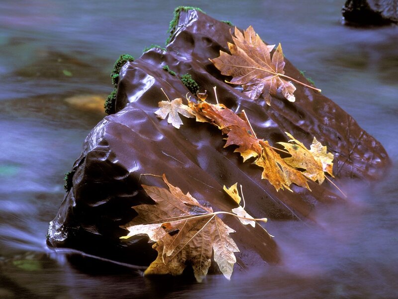 Autumn leaves on a river rock