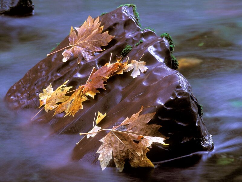Autumn leaves on a river rock