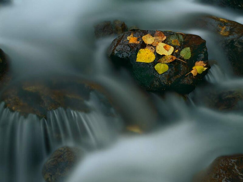 Autumn leaves on a river rock