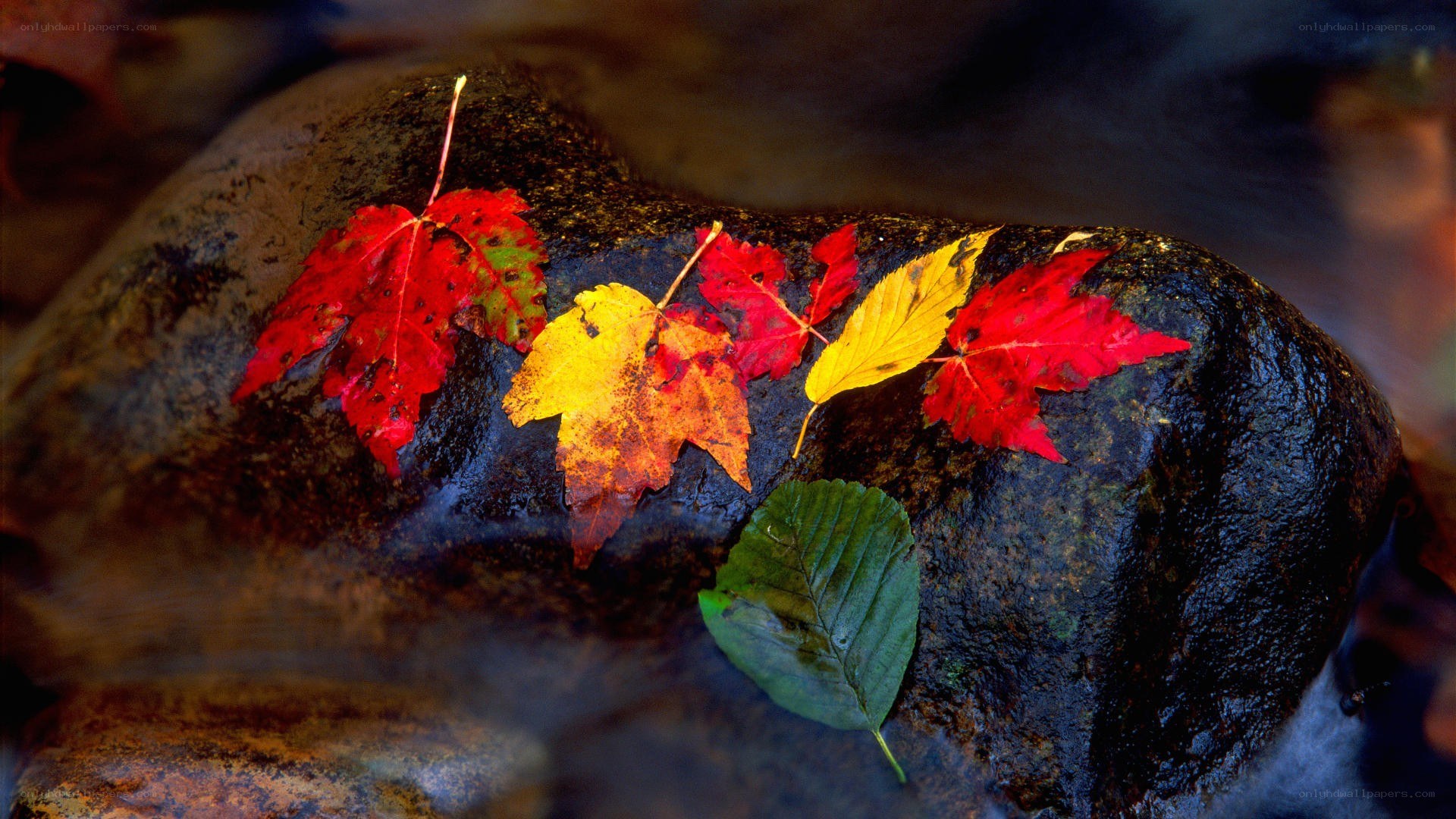 Autumn leaves on a rock