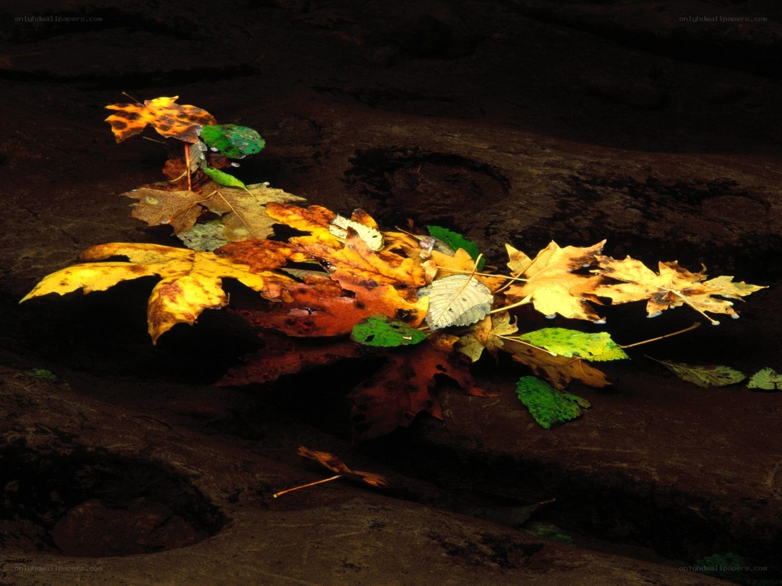 Autumn leaves on a rock