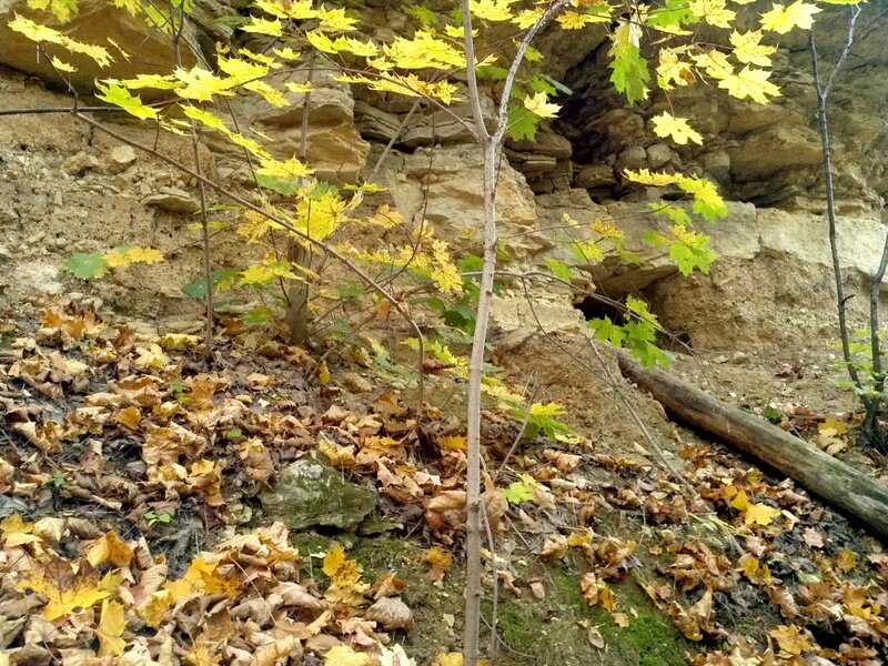 Autumn leaves on a rocky slope