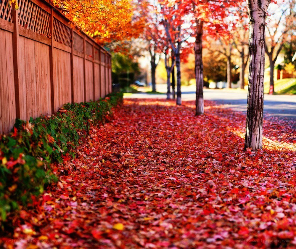 Autumn leaves on a sidewalk