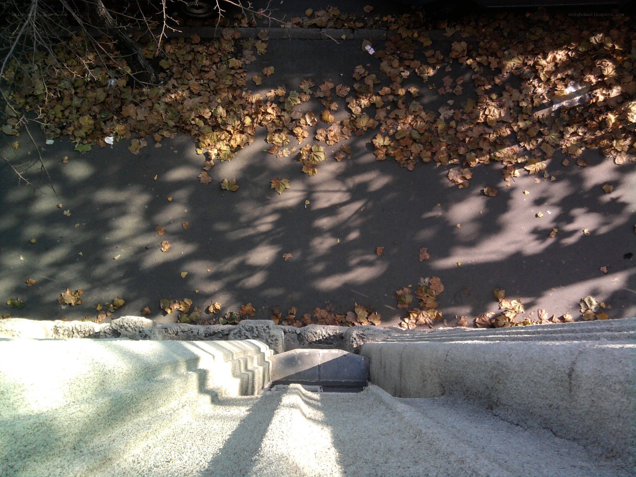 Autumn leaves on a sidewalk