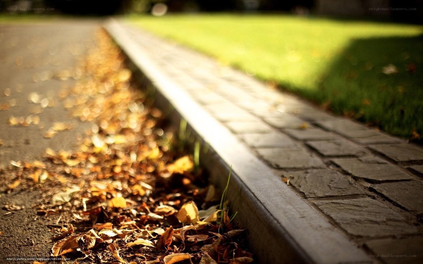 Autumn leaves on a sidewalk
