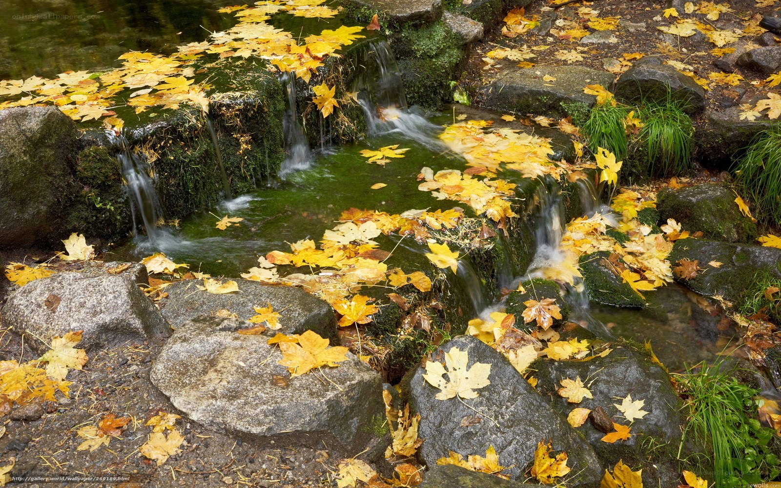 Autumn leaves on a small waterfall