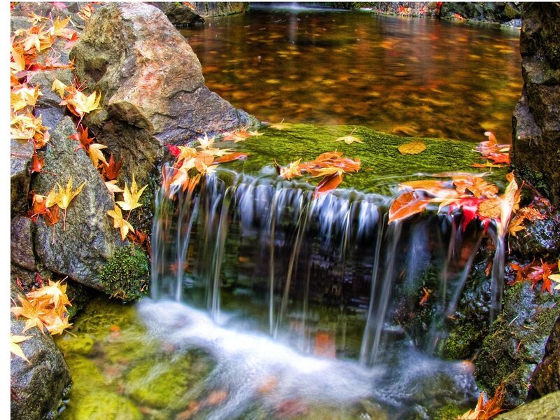 Autumn leaves on a small waterfall
