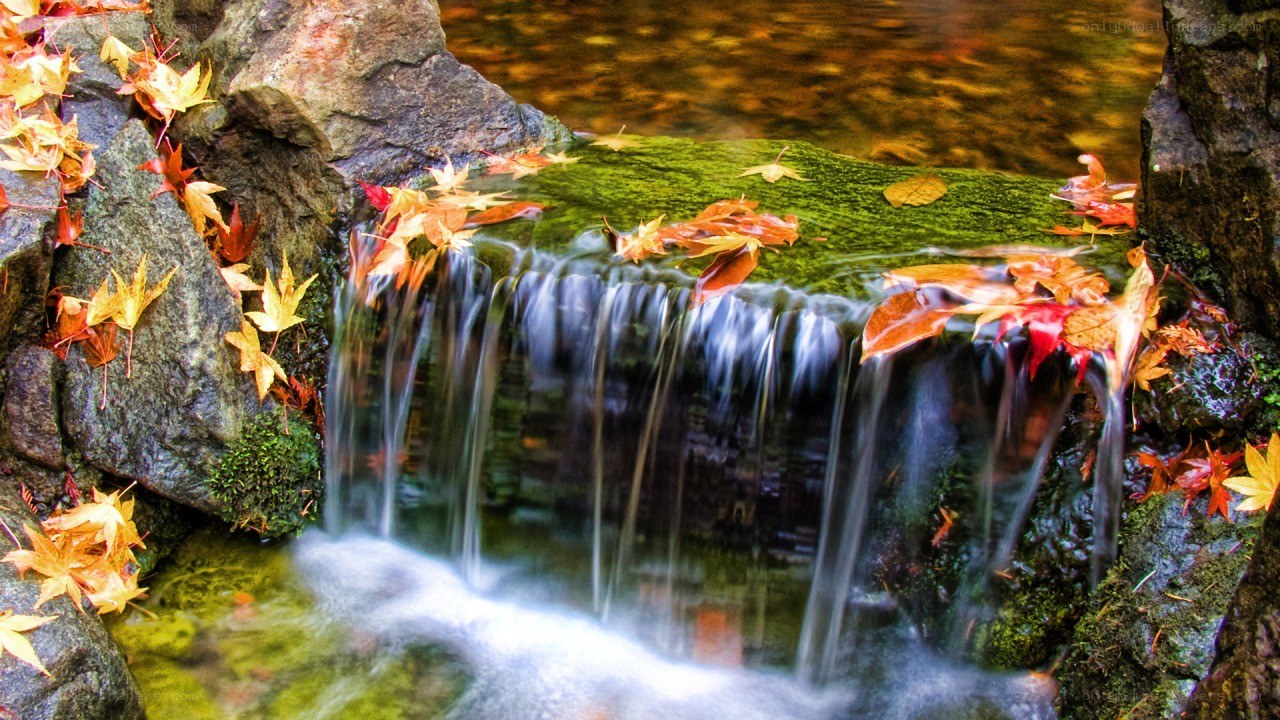 Autumn leaves on a small waterfall