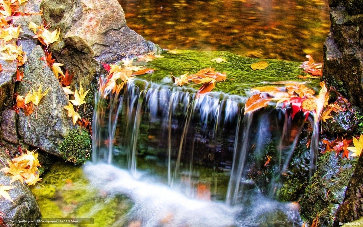 Autumn leaves on a small waterfall