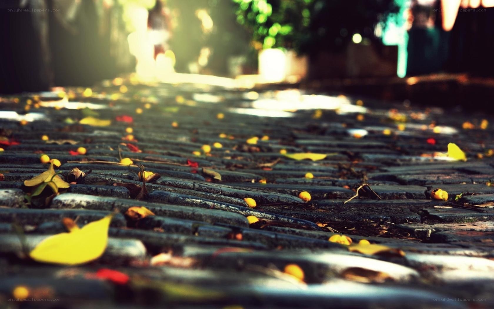 autumn leaves on a stone path