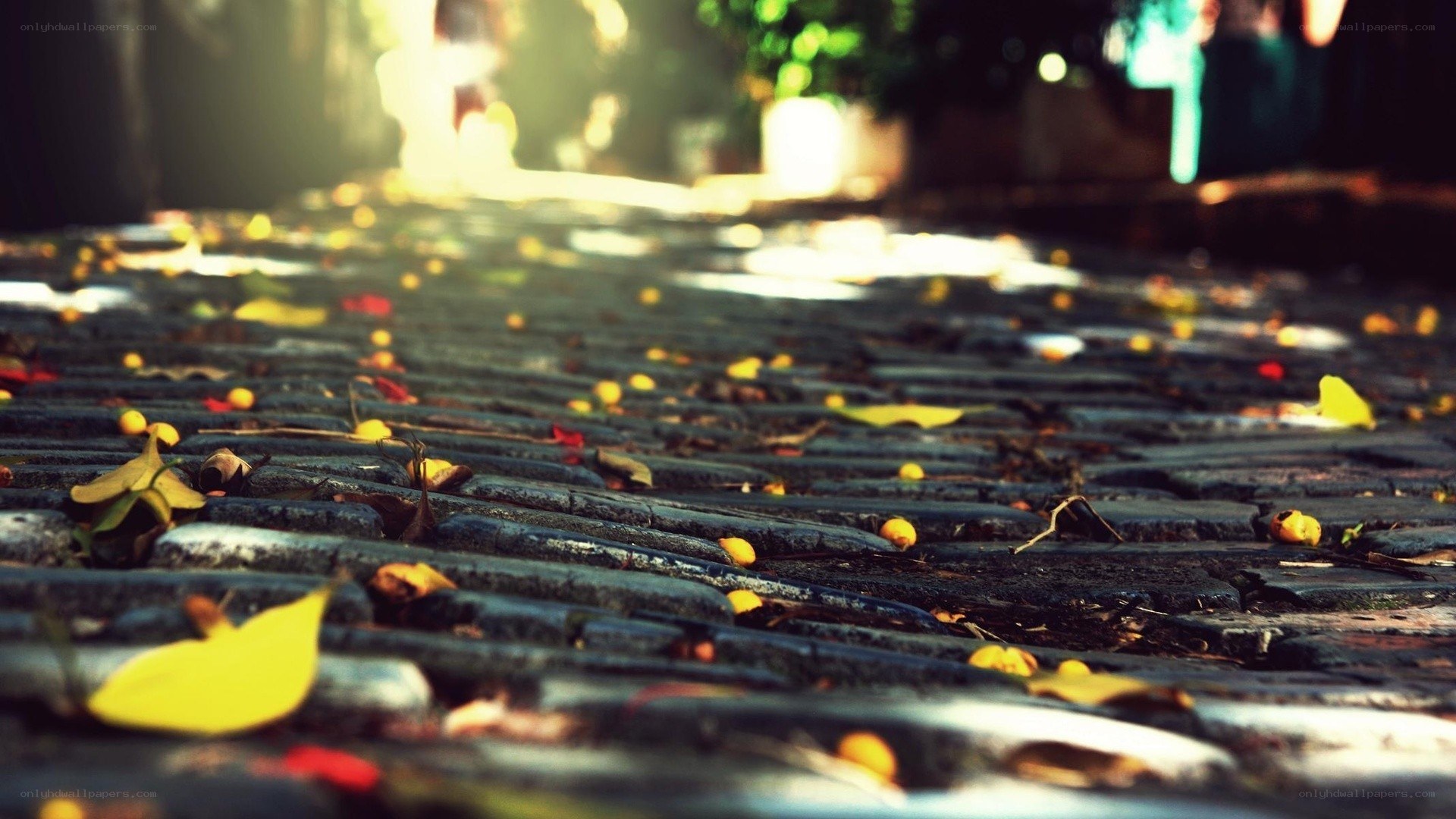 Autumn leaves on a stone path
