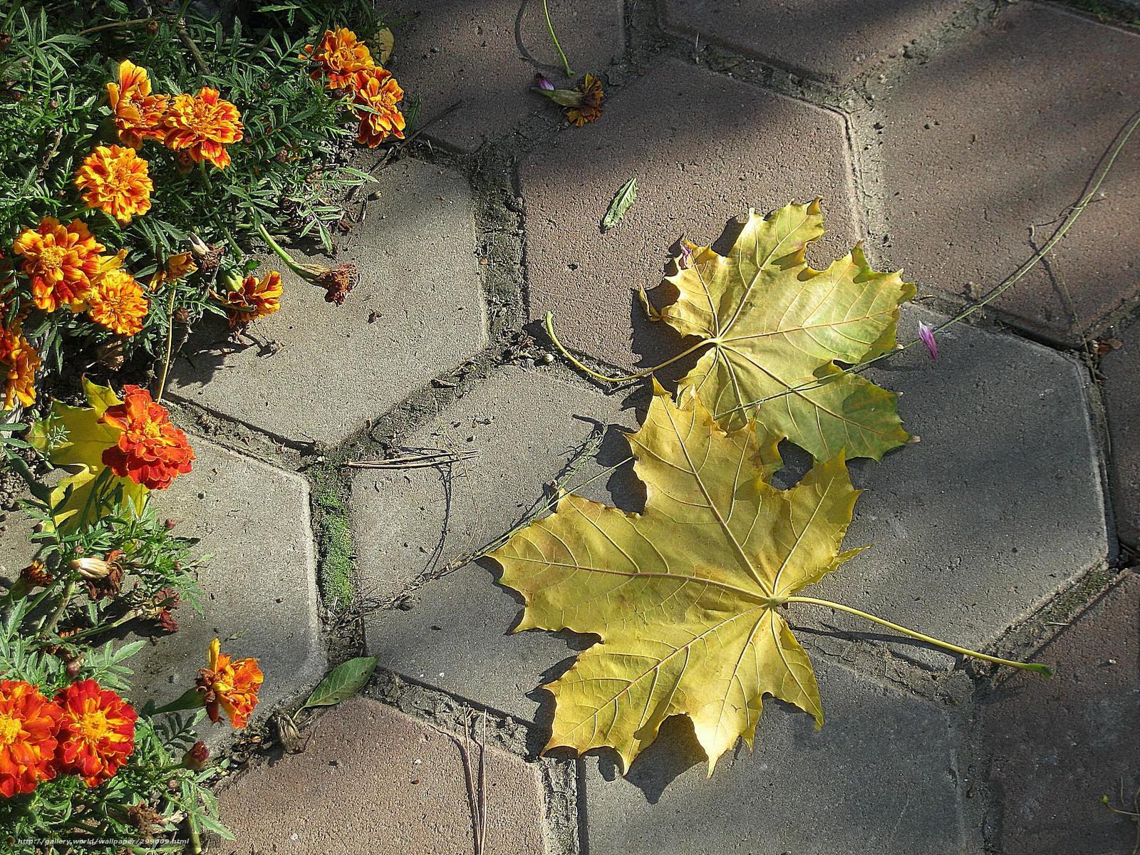 Autumn leaves on a stone path