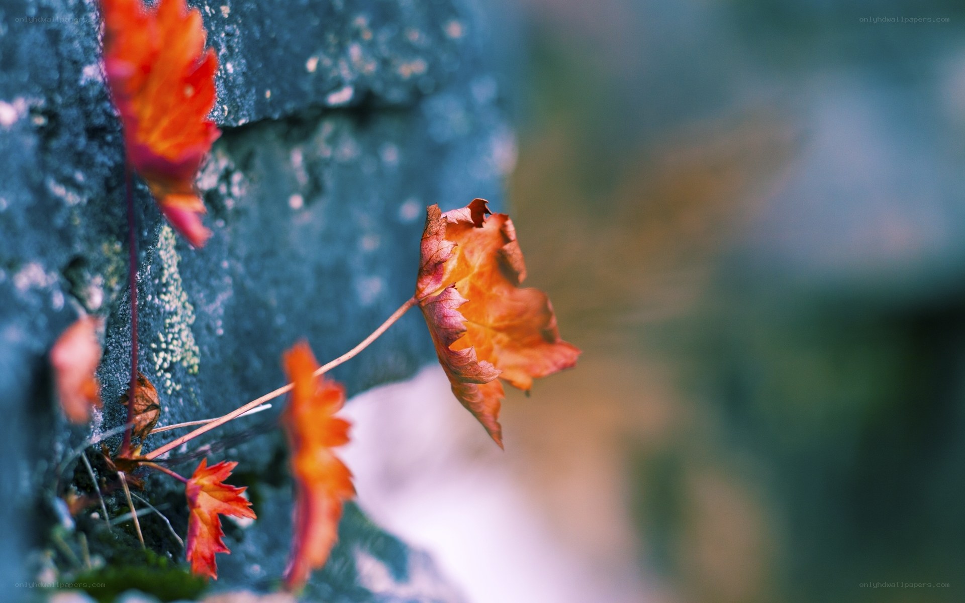 Autumn leaves on a stone wall