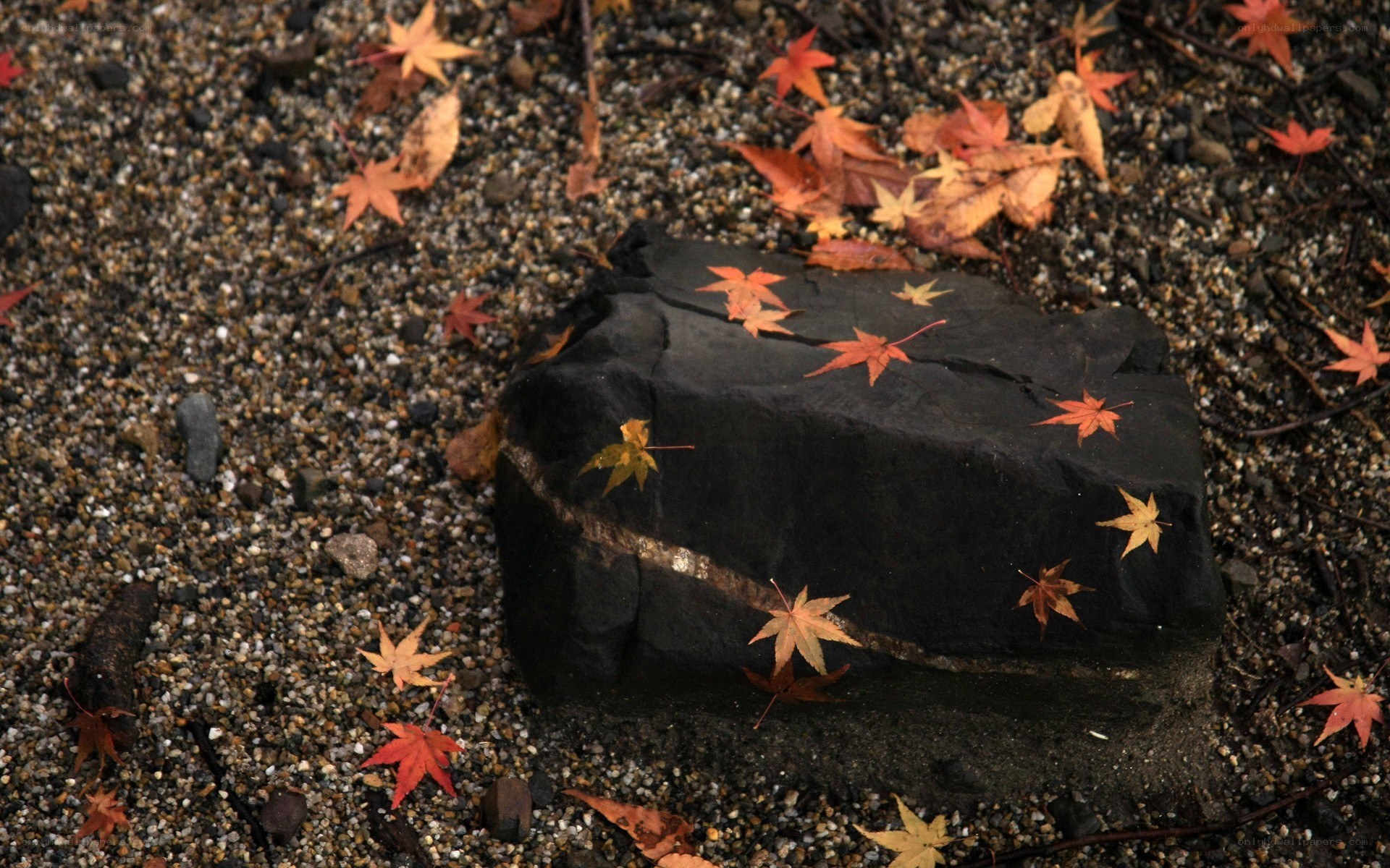 Autumn leaves on a stone