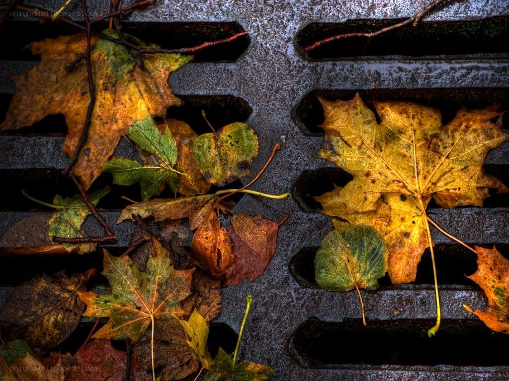 Autumn leaves on a storm drain