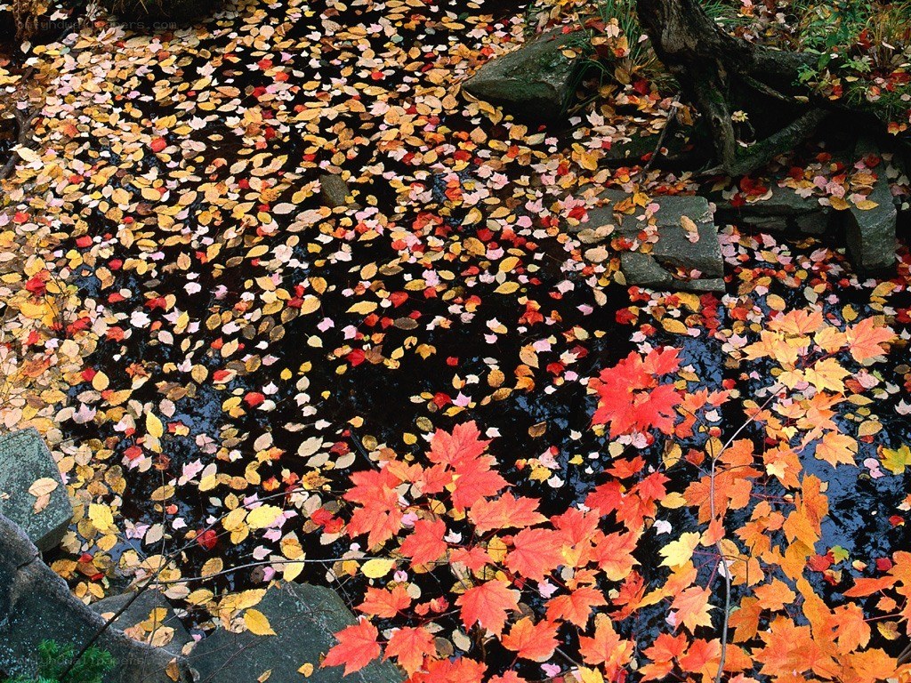Autumn leaves on a stream