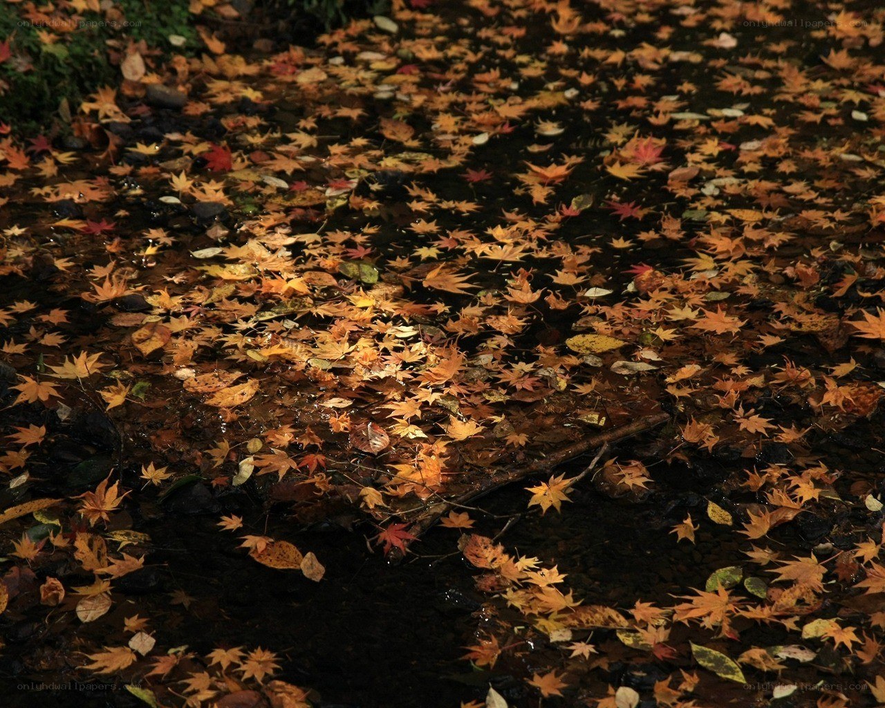 Autumn leaves on a stream