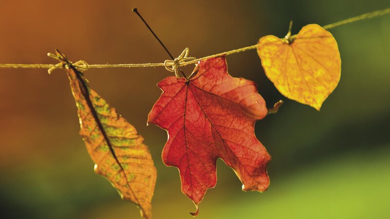 Autumn leaves on a string