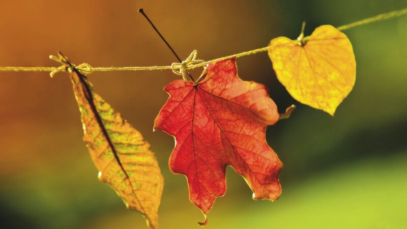Autumn Leaves on a String — Red