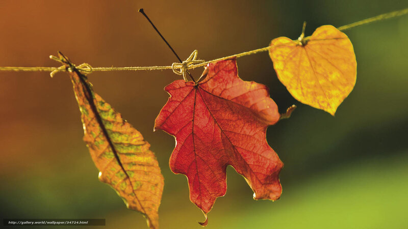 Autumn leaves on a string