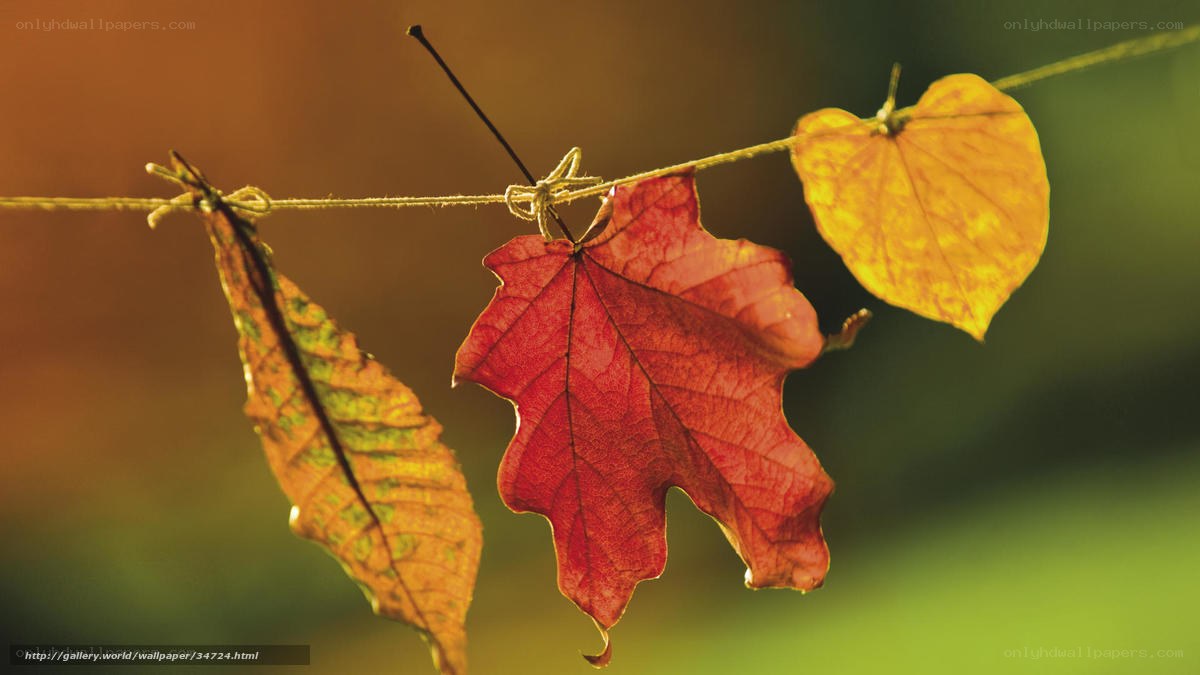 Autumn leaves on a string