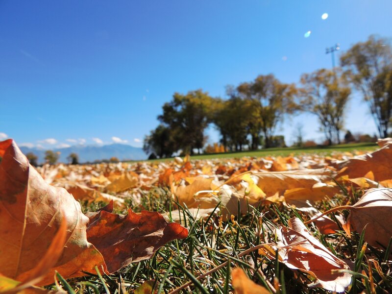 Autumn leaves on a sunny day