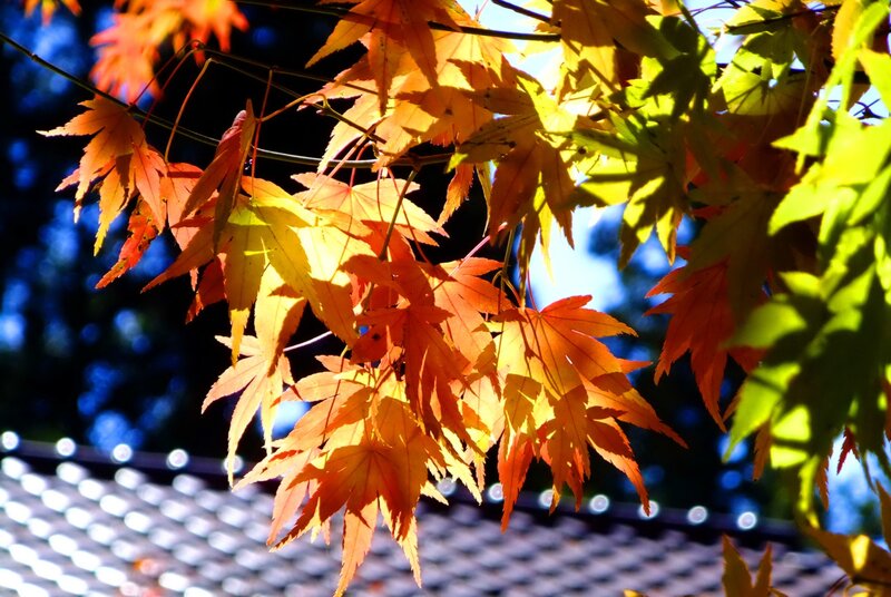 Autumn leaves on a sunny day