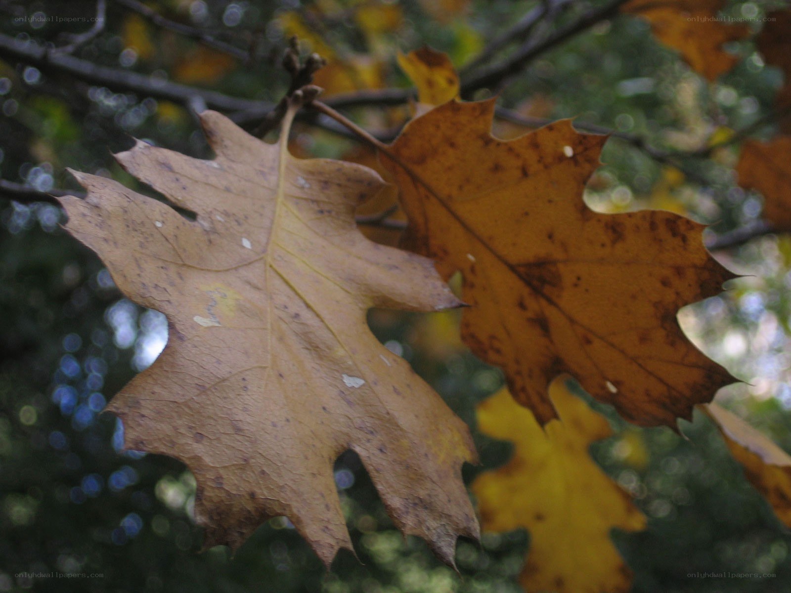 autumn leaves on a tree