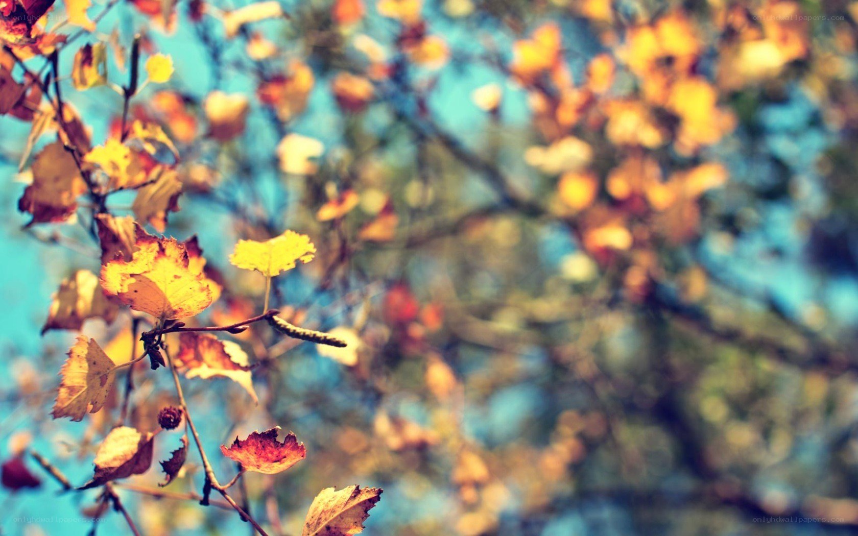 autumn leaves on a tree
