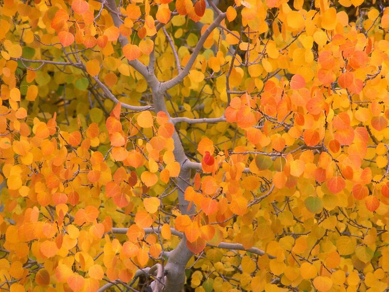 Autumn leaves on a tree
