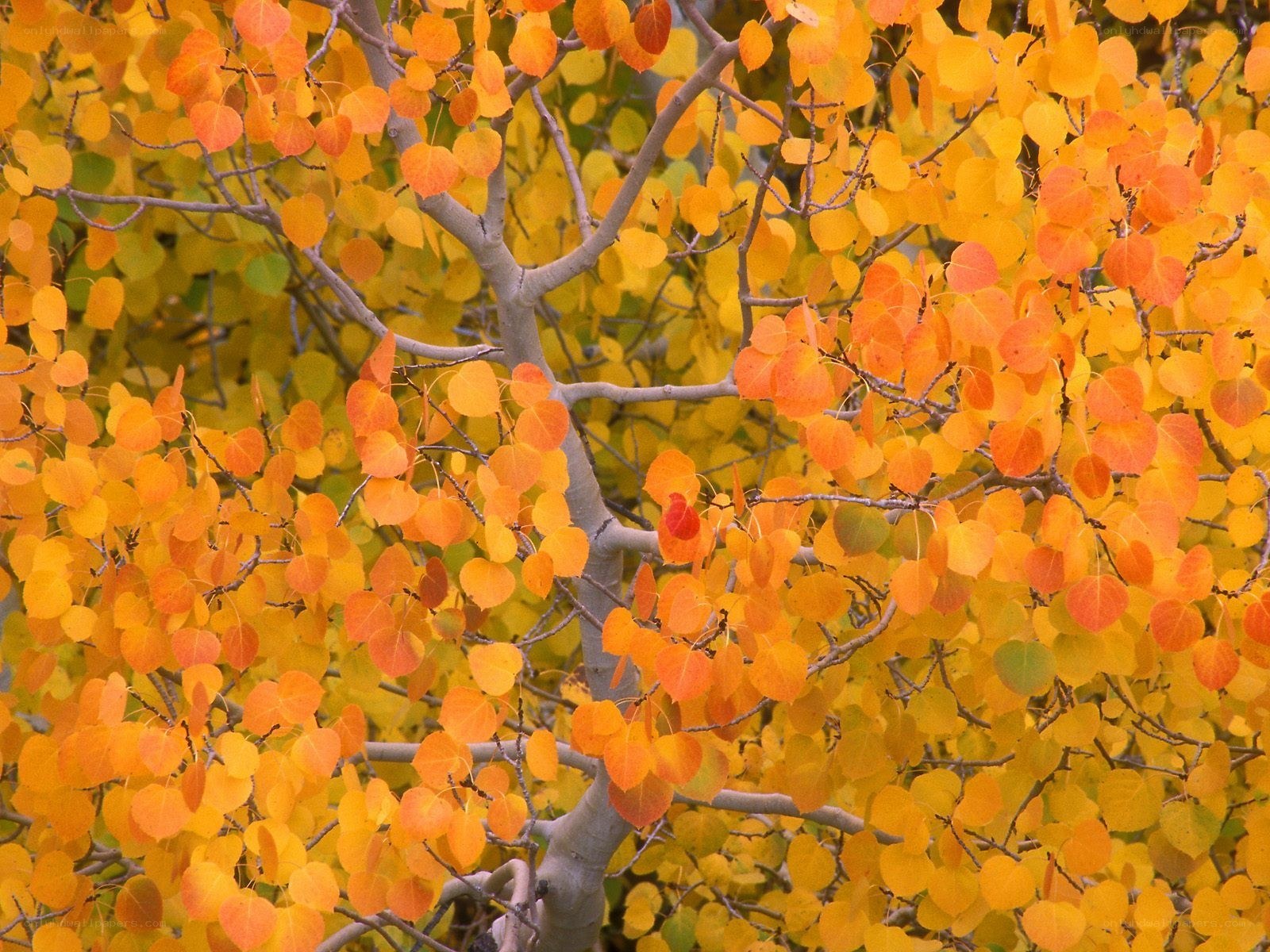 Autumn leaves on a tree
