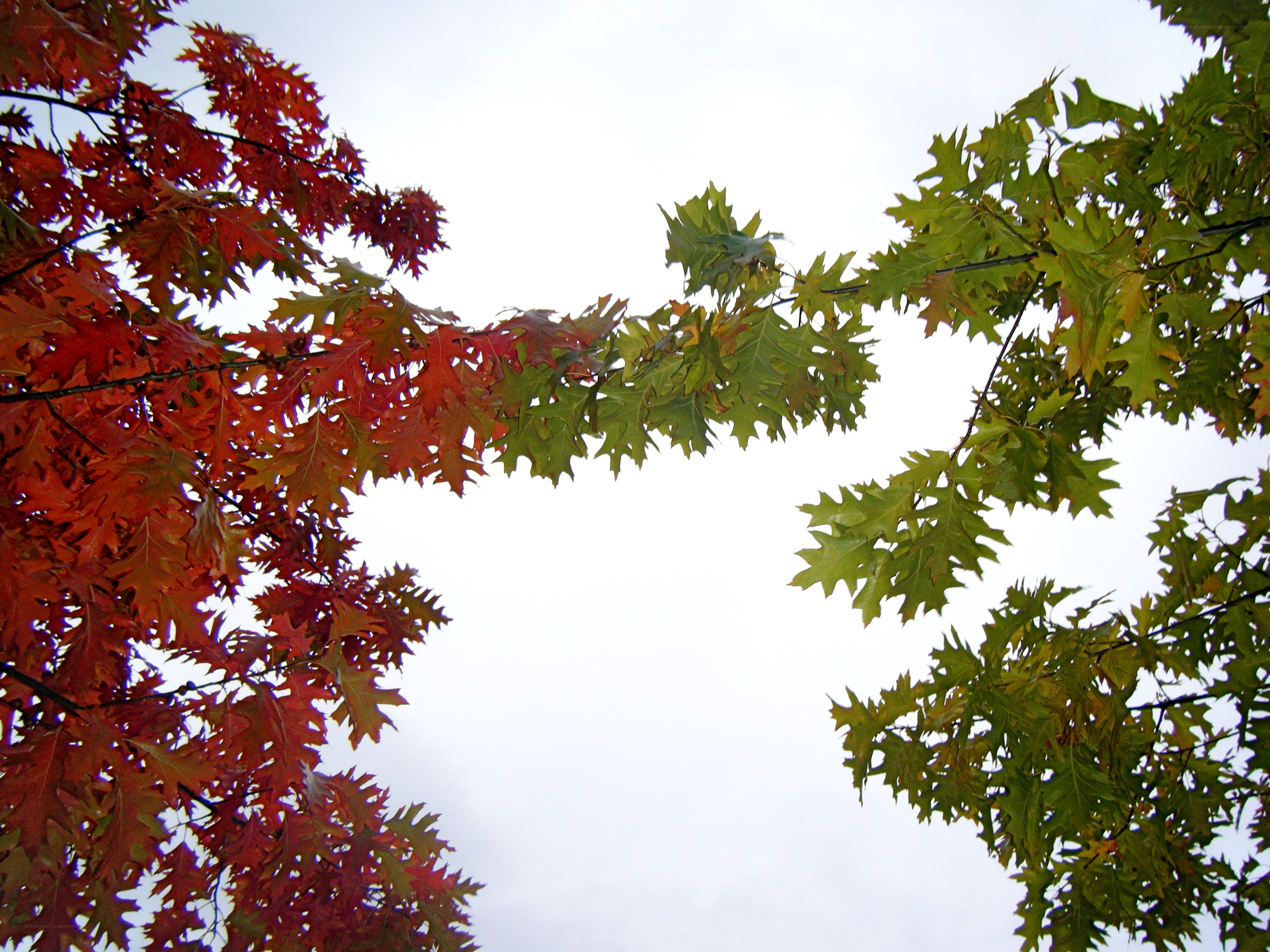 autumn leaves on a tree