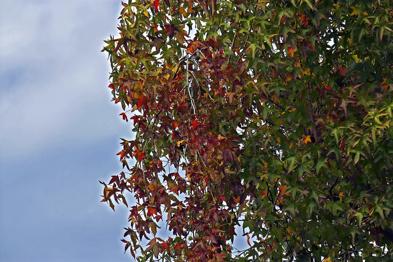 autumn leaves on a tree