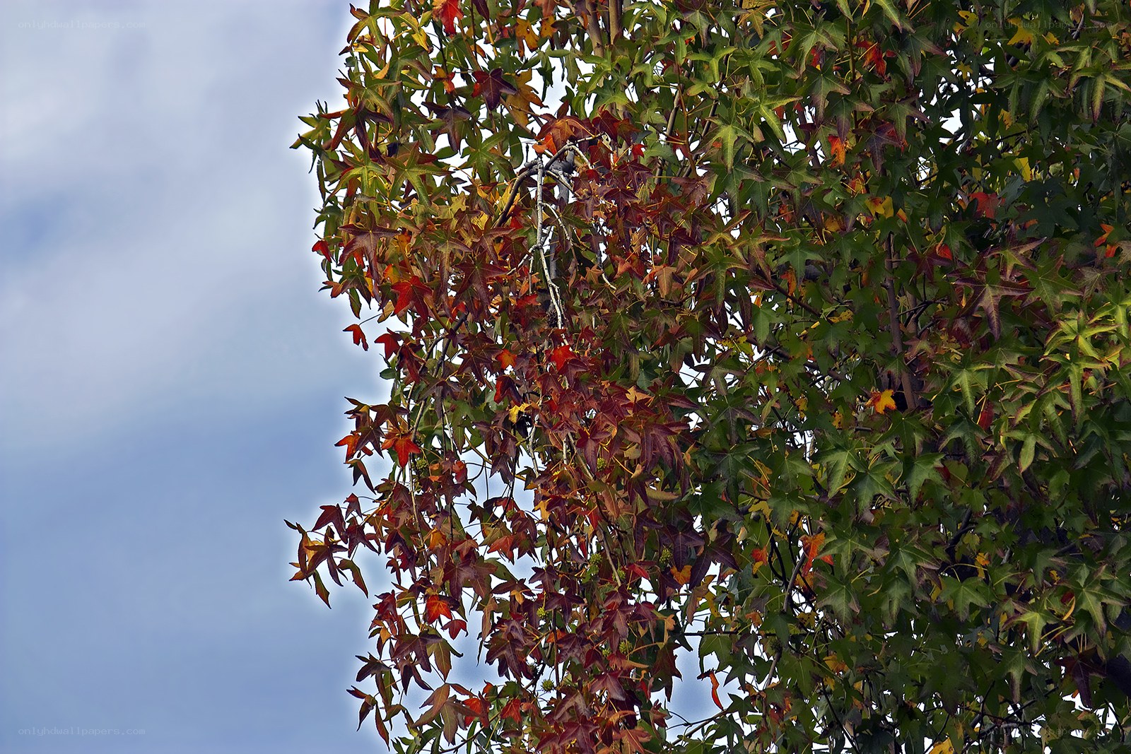 autumn leaves on a tree