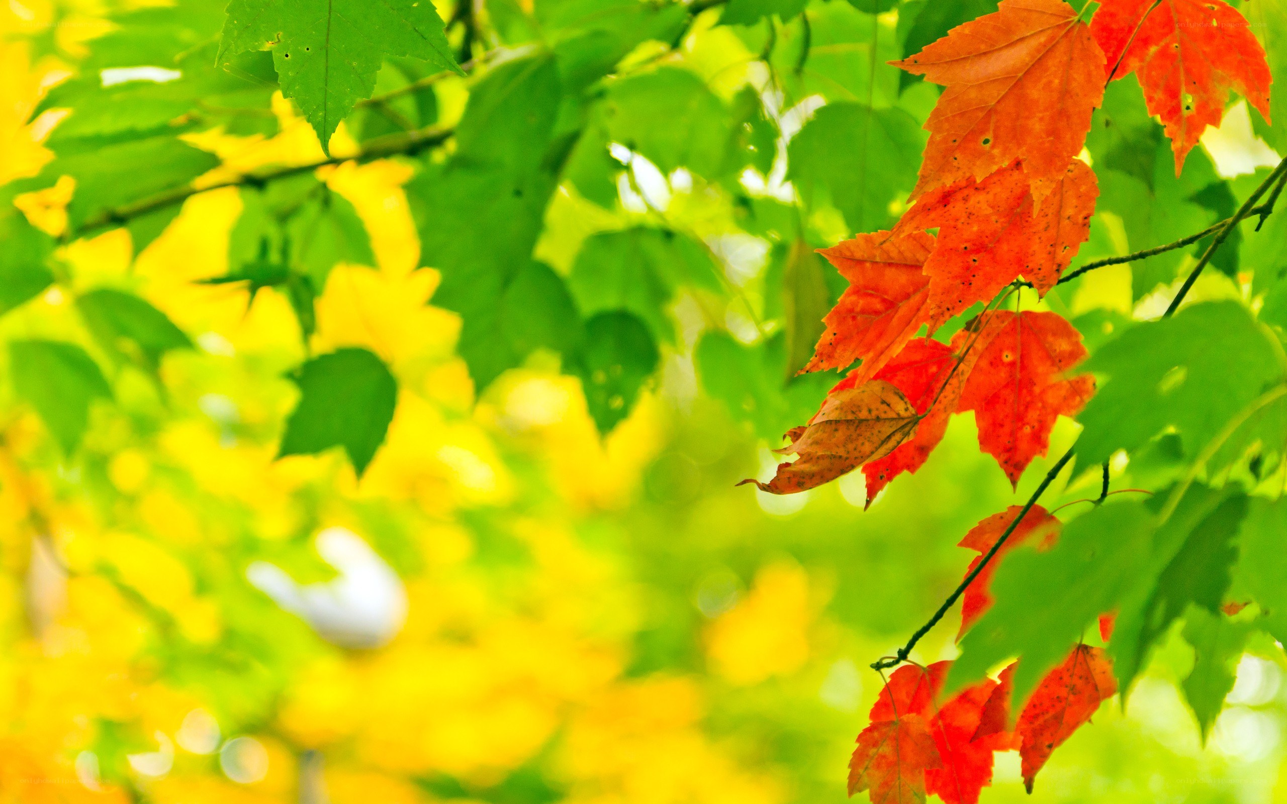autumn leaves on a tree
