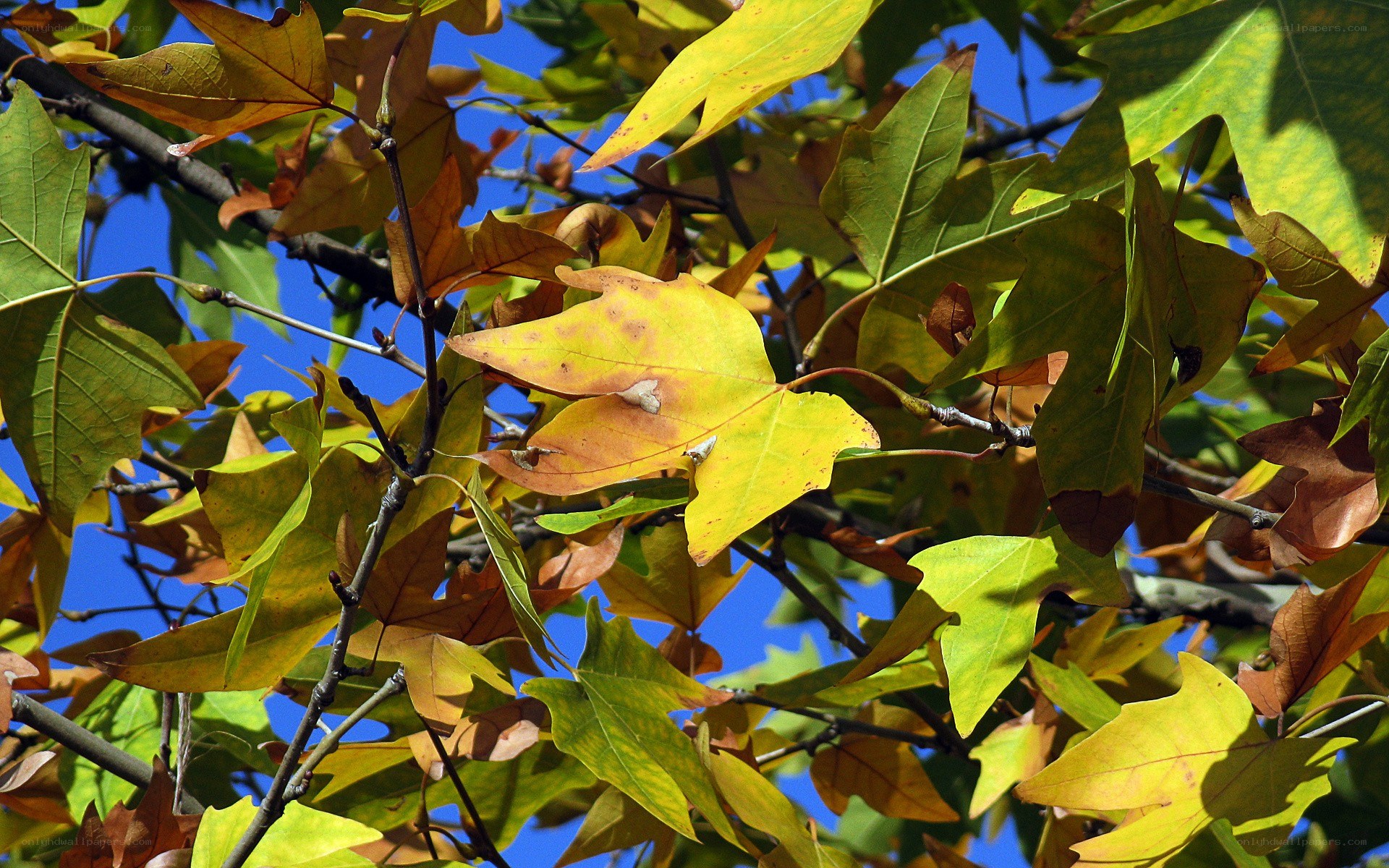 Autumn leaves on a tree