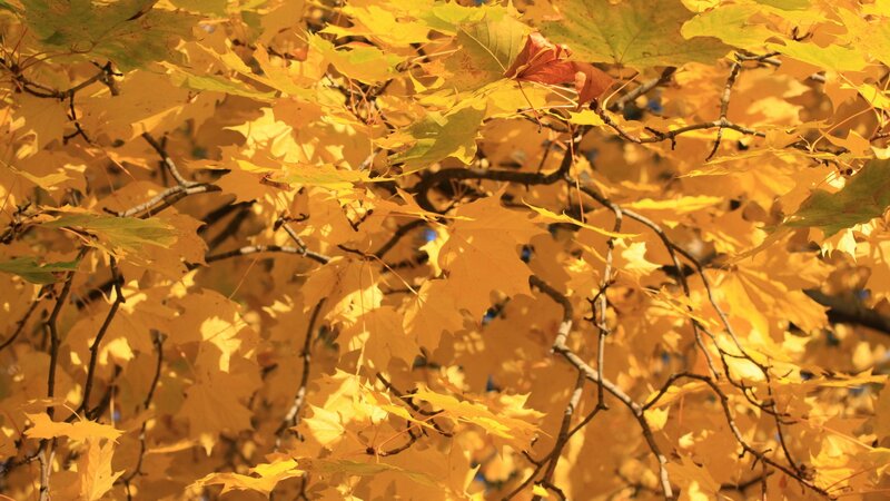 autumn leaves on a tree