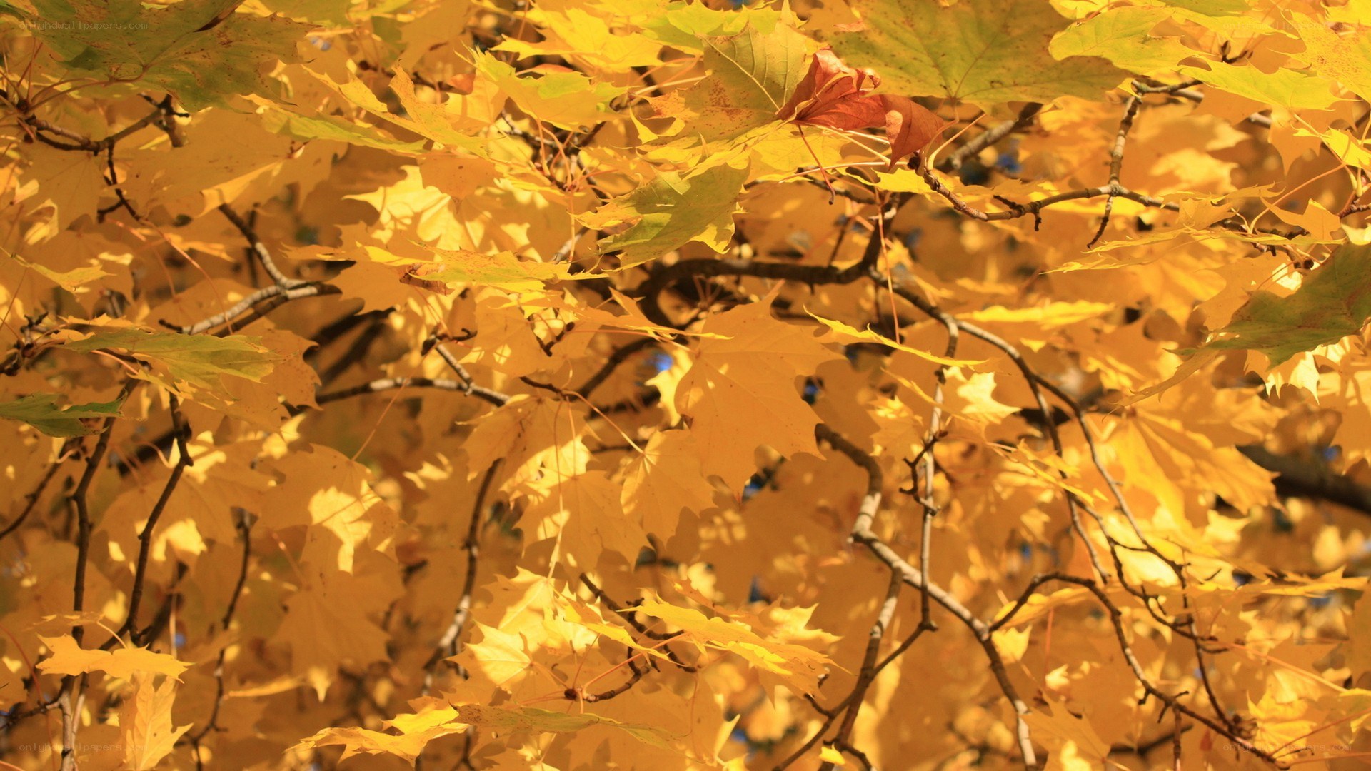 autumn leaves on a tree