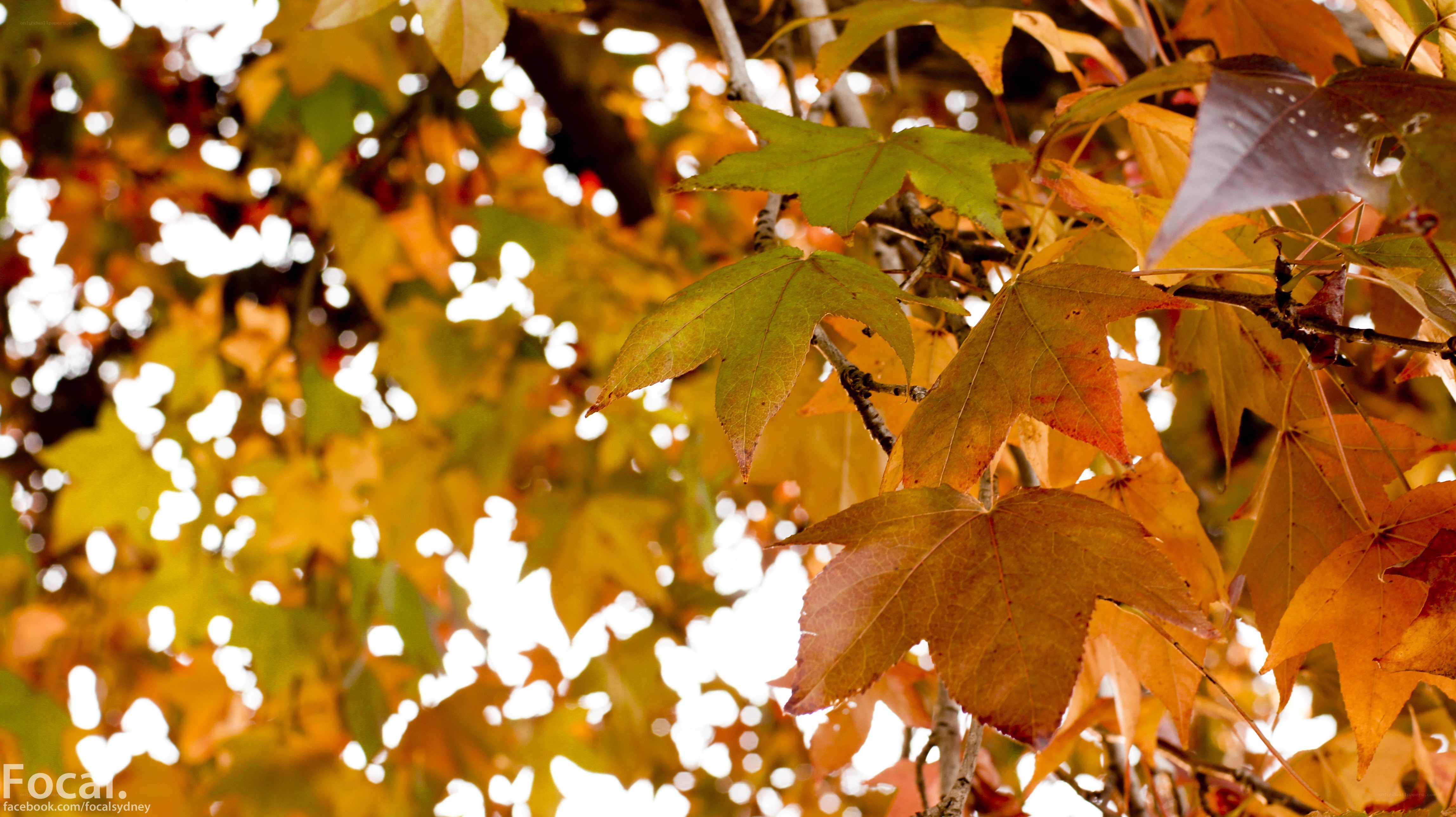 autumn leaves on a tree