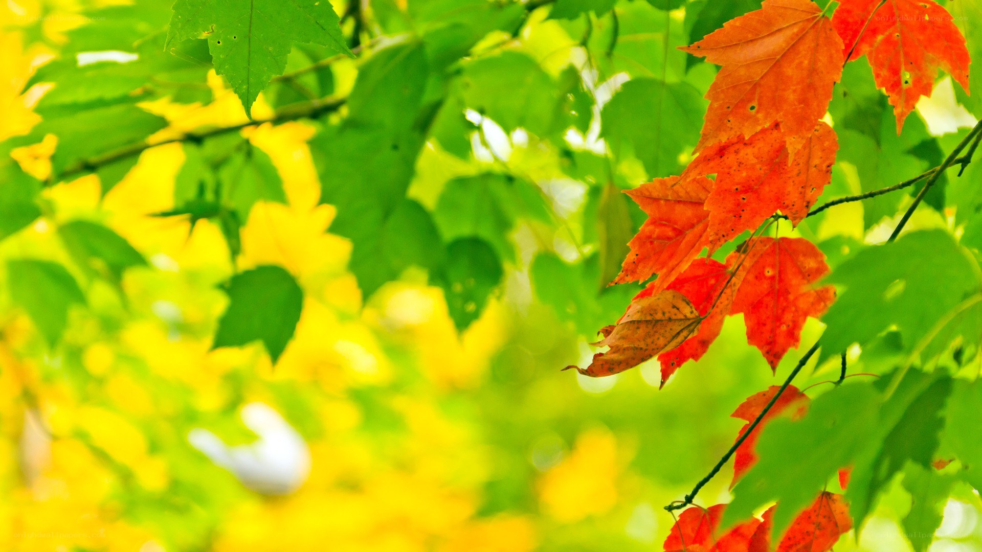 autumn leaves on a tree
