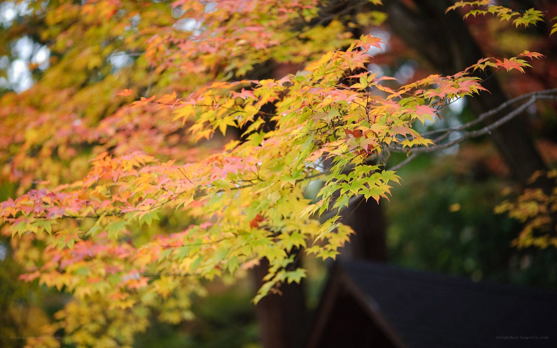 Autumn leaves on a tree
