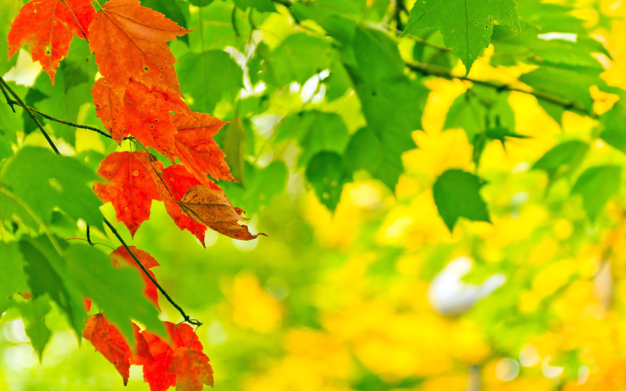 Autumn leaves on a tree