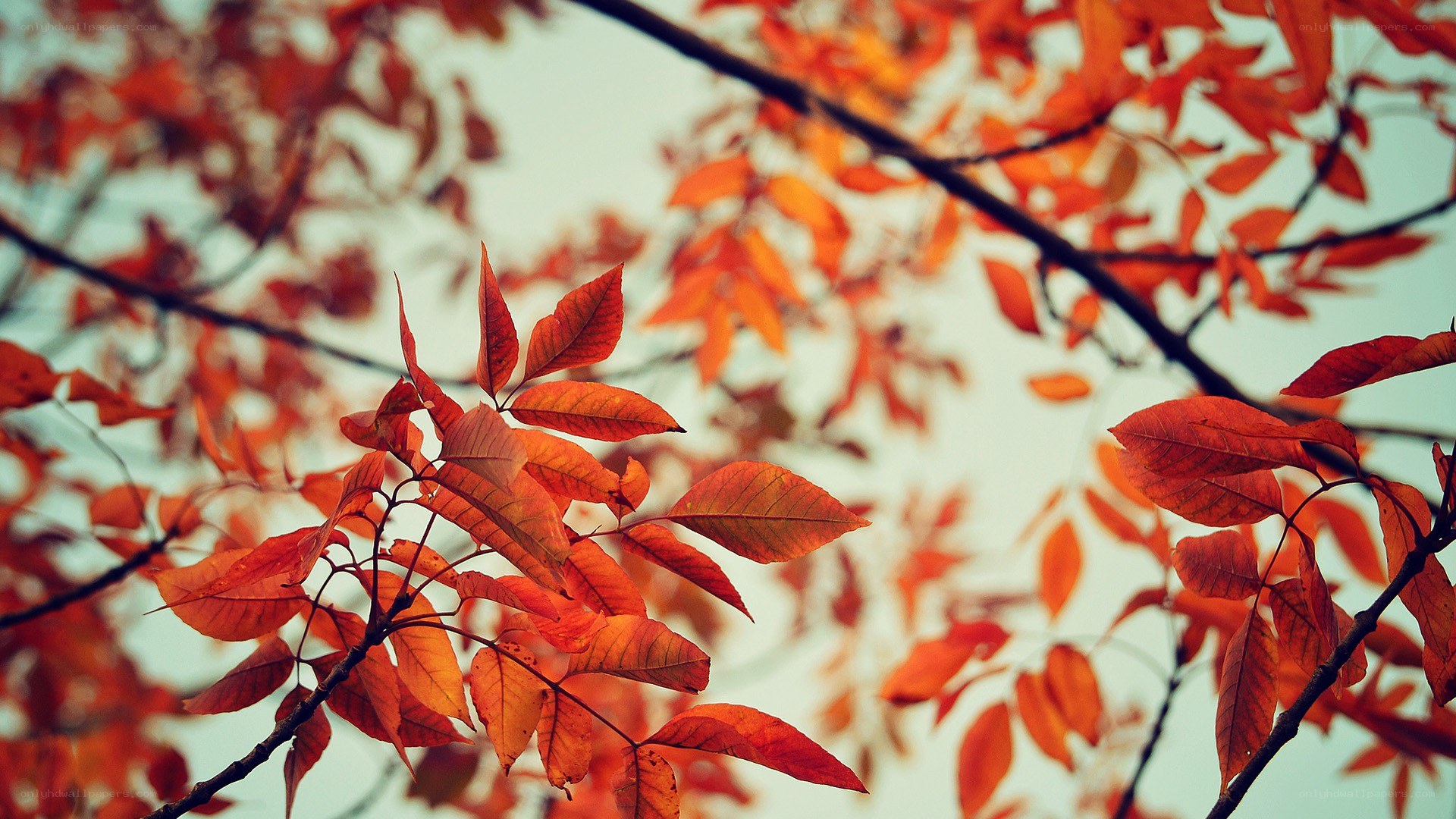 autumn leaves on a tree
