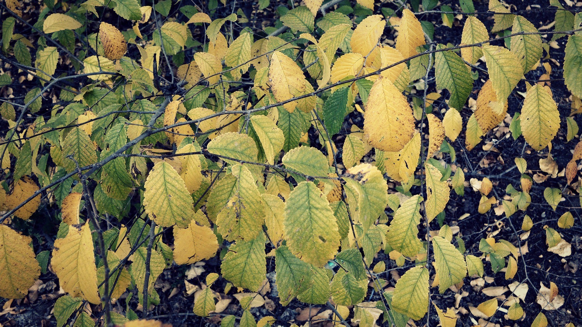 autumn leaves on a tree