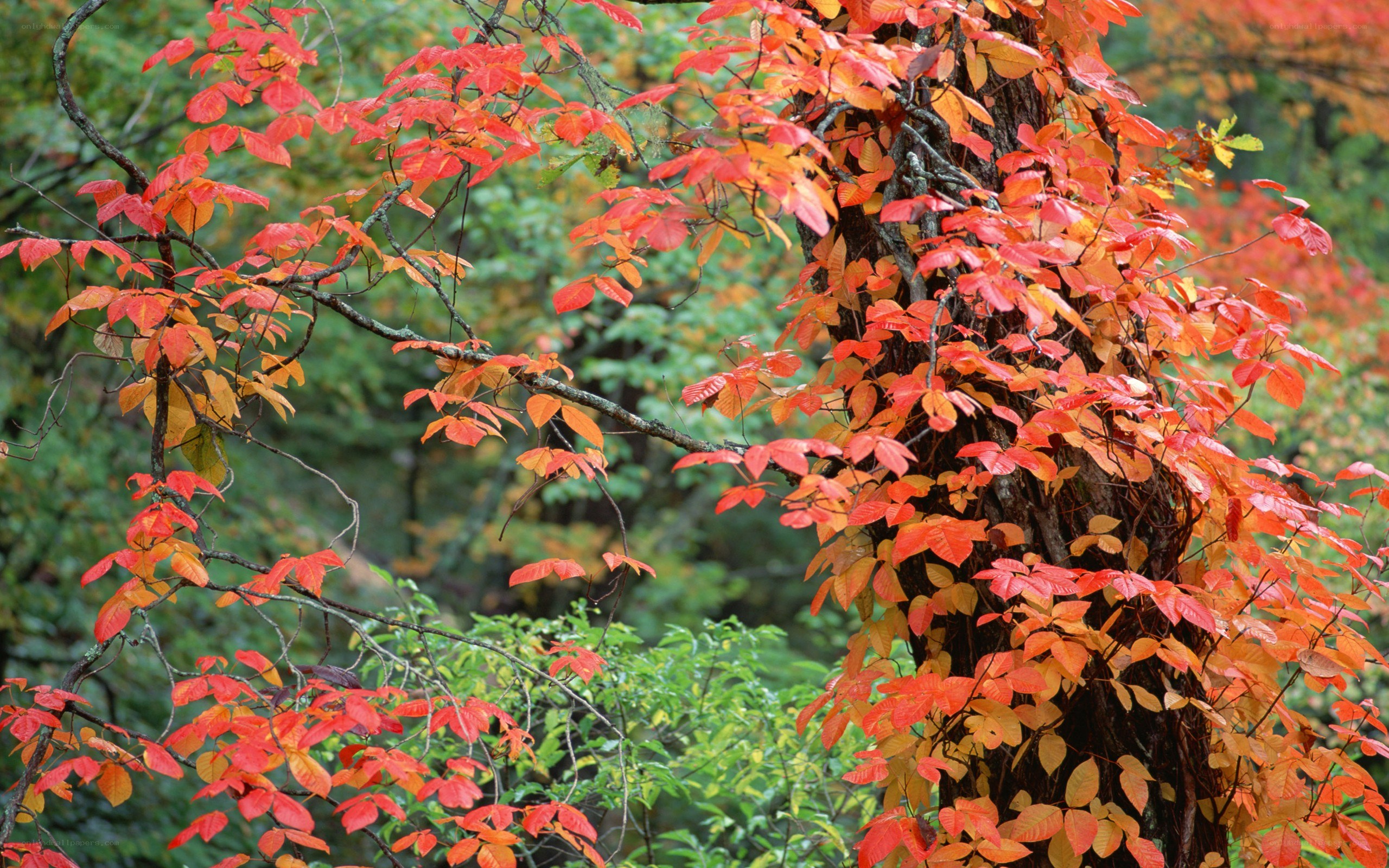 Autumn leaves on a tree