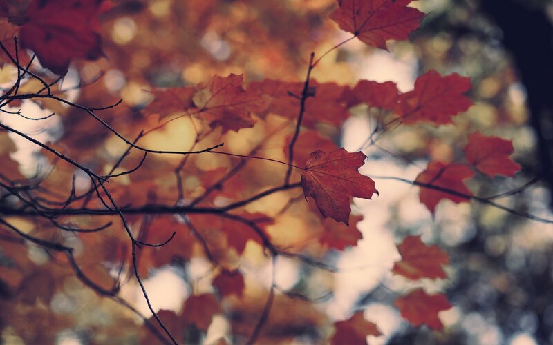 autumn leaves on a tree