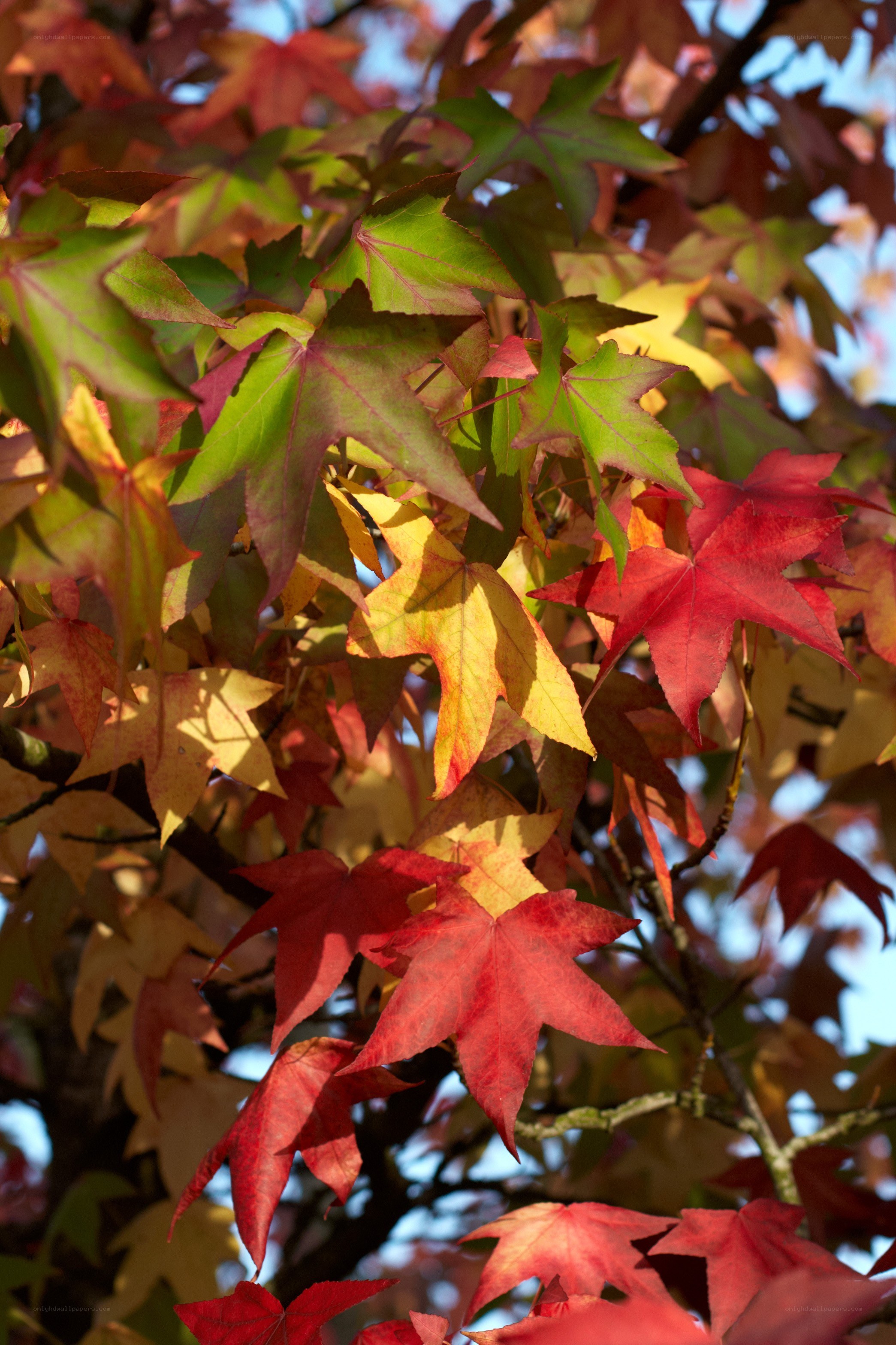 Autumn leaves on a tree