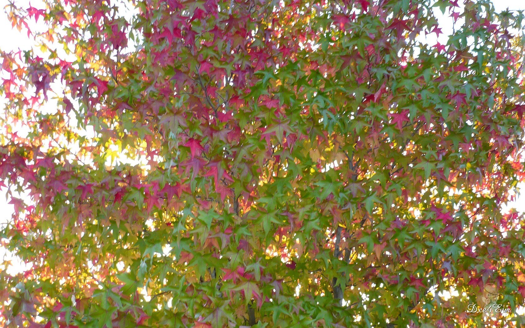 Autumn leaves on a tree