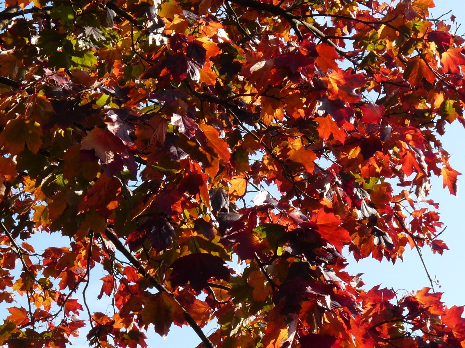 Autumn leaves on a tree