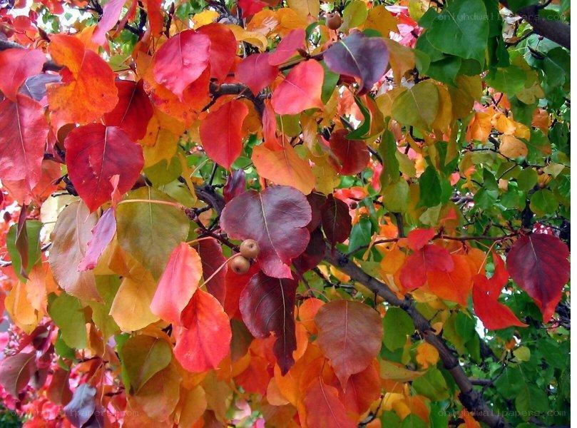 autumn leaves on a tree